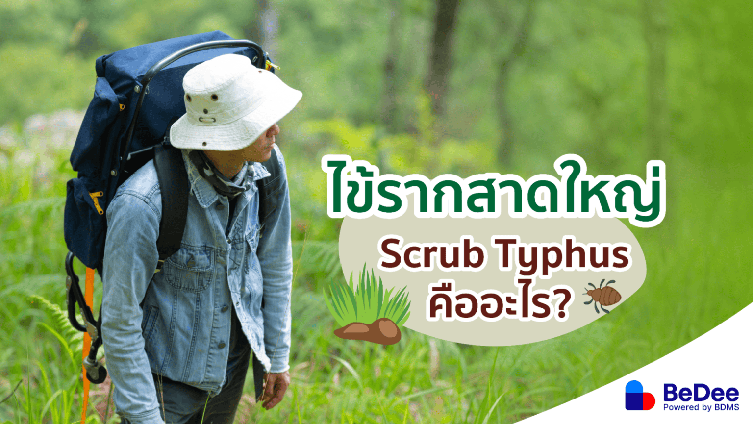 ไข้รากสาดใหญ่ (Scrub Typhus) คืออะไร เที่ยวป่าแคมป์ปิ้งต้องระวัง - BeDee